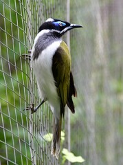 Full length portrait of a blue-eared honeyeater, Blauohr - Honigfresser
