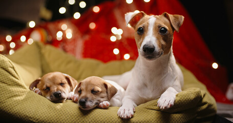 Two jack russell puppies and their mother lying in their spot. Cute dogs falling asleep with muzzles on paws and atmospheric lights on background