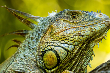 Honduras Karibik