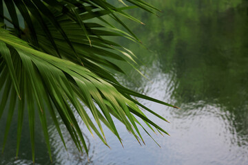 Beautiful green palm leaves above lake. Space for text