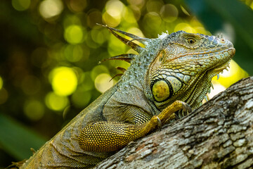 Honduras Karibik