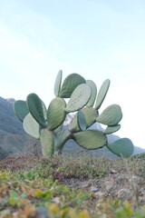 Optuna type of cactus growing wild in mountainous region - 576032380