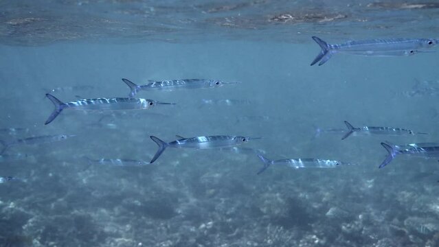 Shoal of tropical fish moving gracefully in clear water