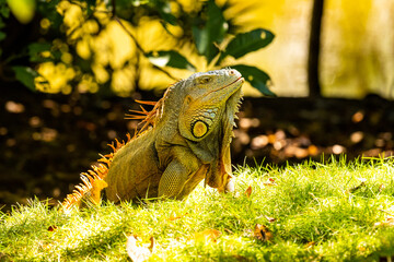 Honduras Karibik