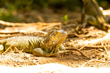 Honduras Karibik