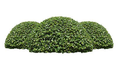 Green bush isolated transparency background.