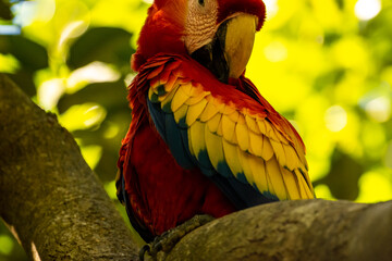 Honduras Karibik