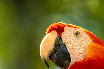 Honduras Karibik