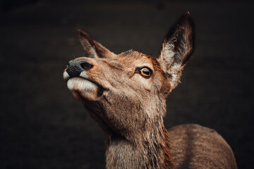 Fototapeta premium Reh