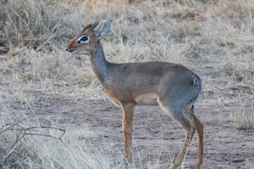 A nervous Dik-dik looking out for predators.