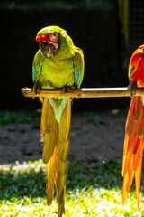 Honduras Karibik