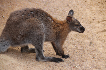 wallaby in a zoo in france
