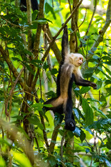 Honduras Karibik