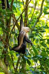 Honduras Karibik