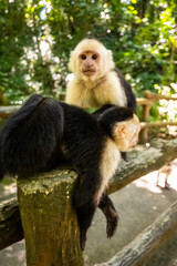 Honduras Karibik