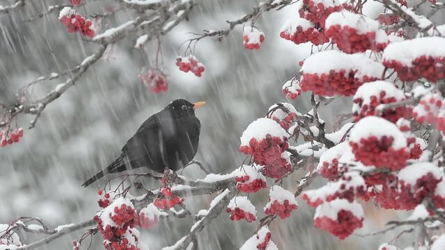 Extreme snowfall for the blackbird (Turdus merula)