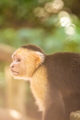 Honduras Karibik