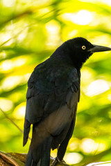 Honduras Karibik