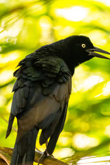 Honduras Karibik