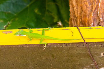 Honduras Karibik