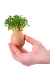 fresh watercress growing from an egg held in hand