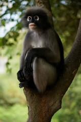 Dusky Leaf Monkey in the forest of Thailand.