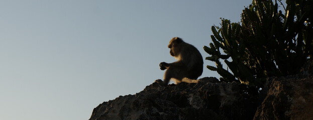Monkey on the hill with cactuses, Thailand