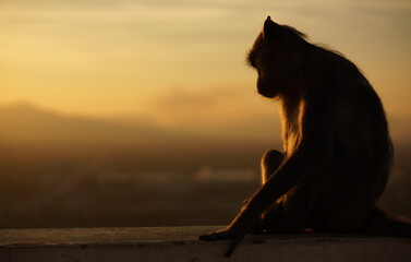 The family of monkeys and the sunset, Thailand