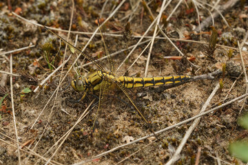 Natural closeup of an adult yellow female keeled skimmer dragonfly, Orthetrum coerulescens posed on the ground