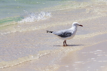 mouette