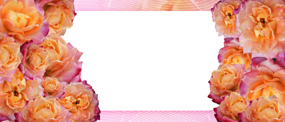 orange and pink roses arranged left and right on a white background, on white net, blur orange and pink color background