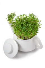 fresh watercress growing from an teapot