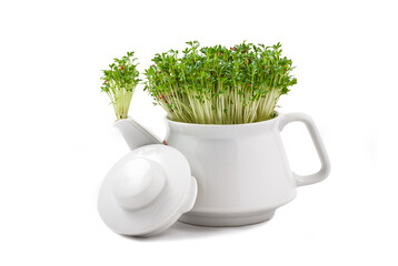 fresh watercress growing from an teapot