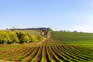 Soybean fields, grown on a farm in Brazil, with country road background