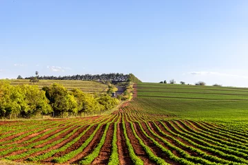 Photo sur Plexiglas Brésil Soybean fields, grown on a farm in Brazil, with country road background