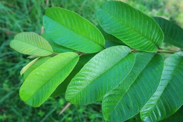 Fototapeta na wymiar green guava leaves in the garden