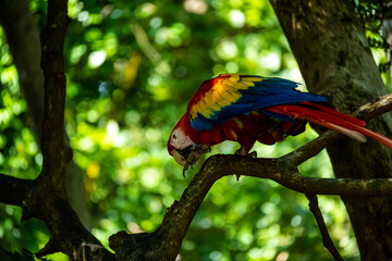 Honduras Karibik