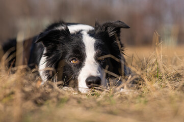 Border collie dog lies in the yellowed grass.