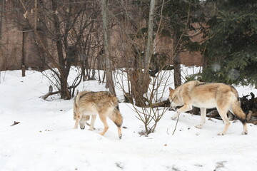 Grey Wolves Pack in Wildlife,in cold snowy winter forest.