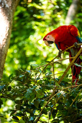 Honduras Karibik