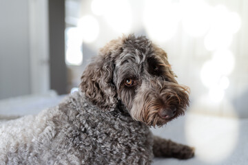 Brown Doodle closeup with eye contact, light cheerful, pet potrait