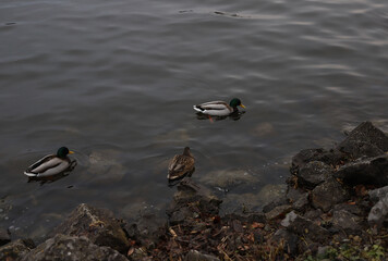 wild brown ducks and drakes with a green head and a yellow beak on the river swim close to the shore with stones
