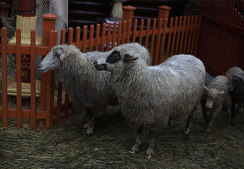several adult sheep and two small lambs
with white wool behind a low brown fence with hay.