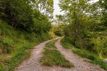 Fototapeta premium View of a road in the woods