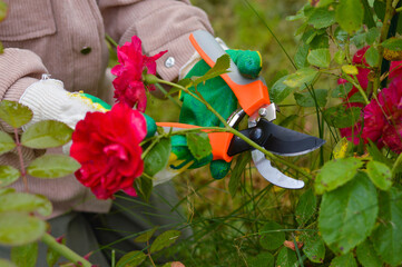 Summer seasonal gardening, female hands in gloves with pruning shears cut flowers on a red rose...