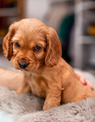 Red cocker spaniel puppy sits on the bed. A cute puppy is one month old, it is on the background of a blurred room. The photo is blurred