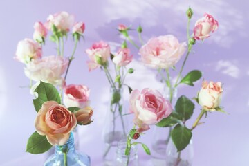 Fototapeta premium Fresh pink roses in glass transparent vases, flowers for romantic greetings, happy birthday, invitations, postcard