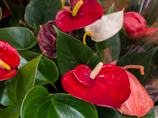 Red Anthurium Tropical Plant