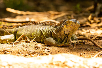 Honduras Karibik