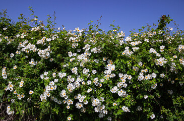 Fototapeta premium Botanical background. Beautiful white rosehip bush.